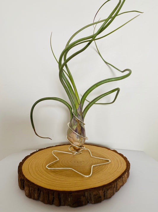 Tillandsia fille de l'air sur rond de bois etoile - bulbosa