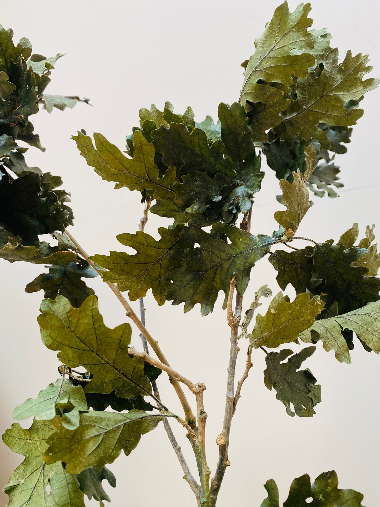 Kokedama Eternel Chêne Stabilise