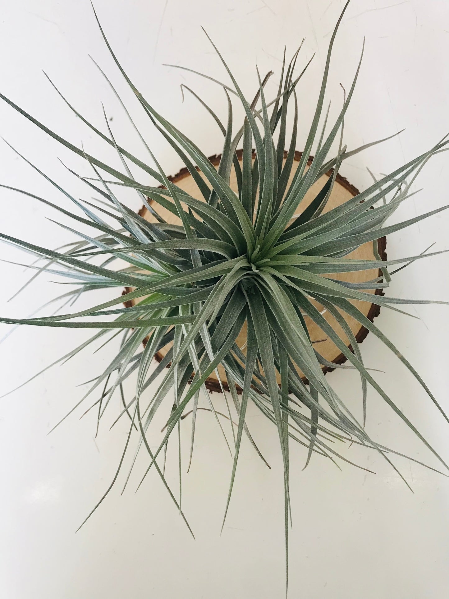 Tillandsia fille de l'air sur rond de bois etoile