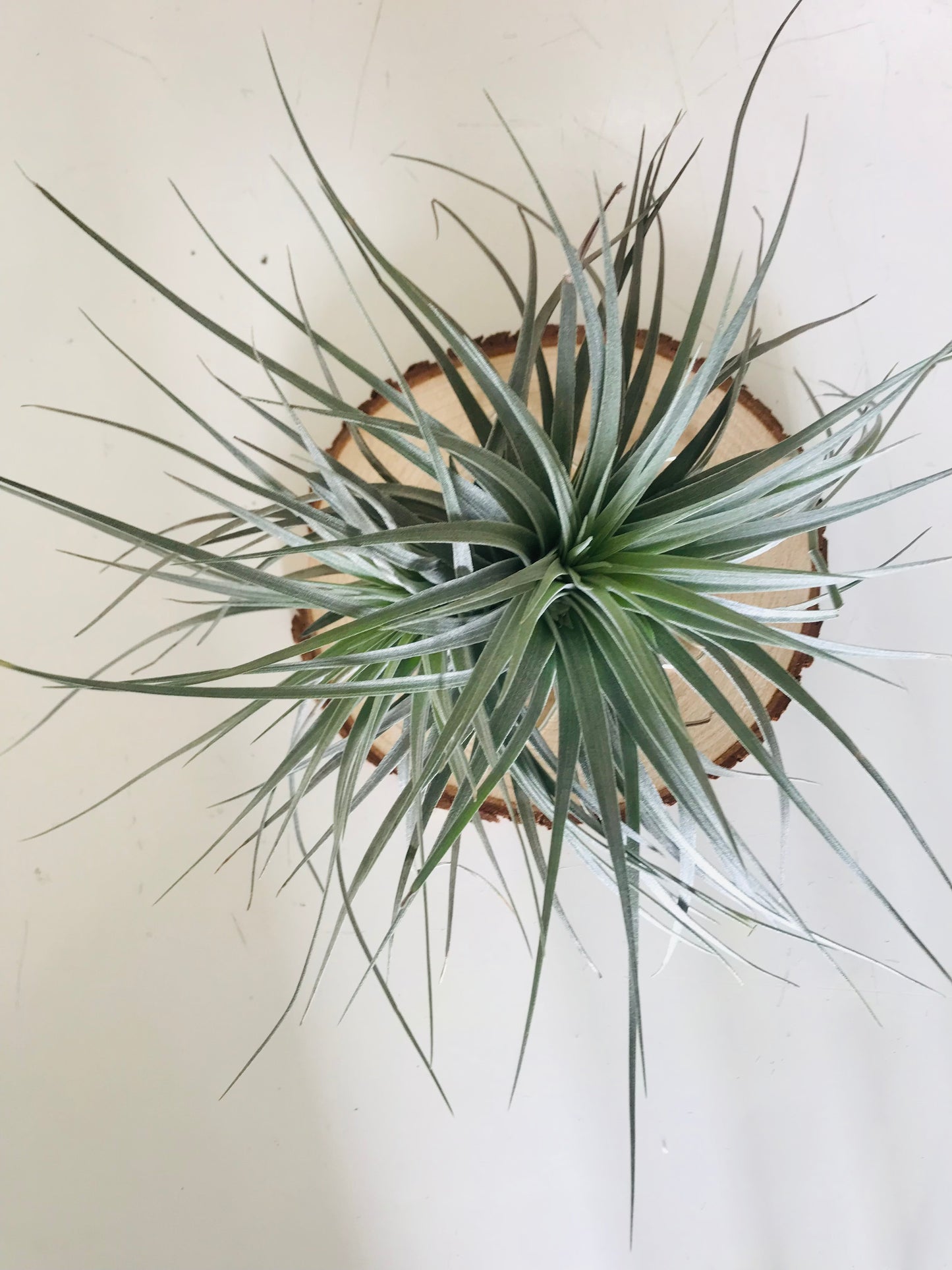 Tillandsia fille de l'air sur rond de bois etoile