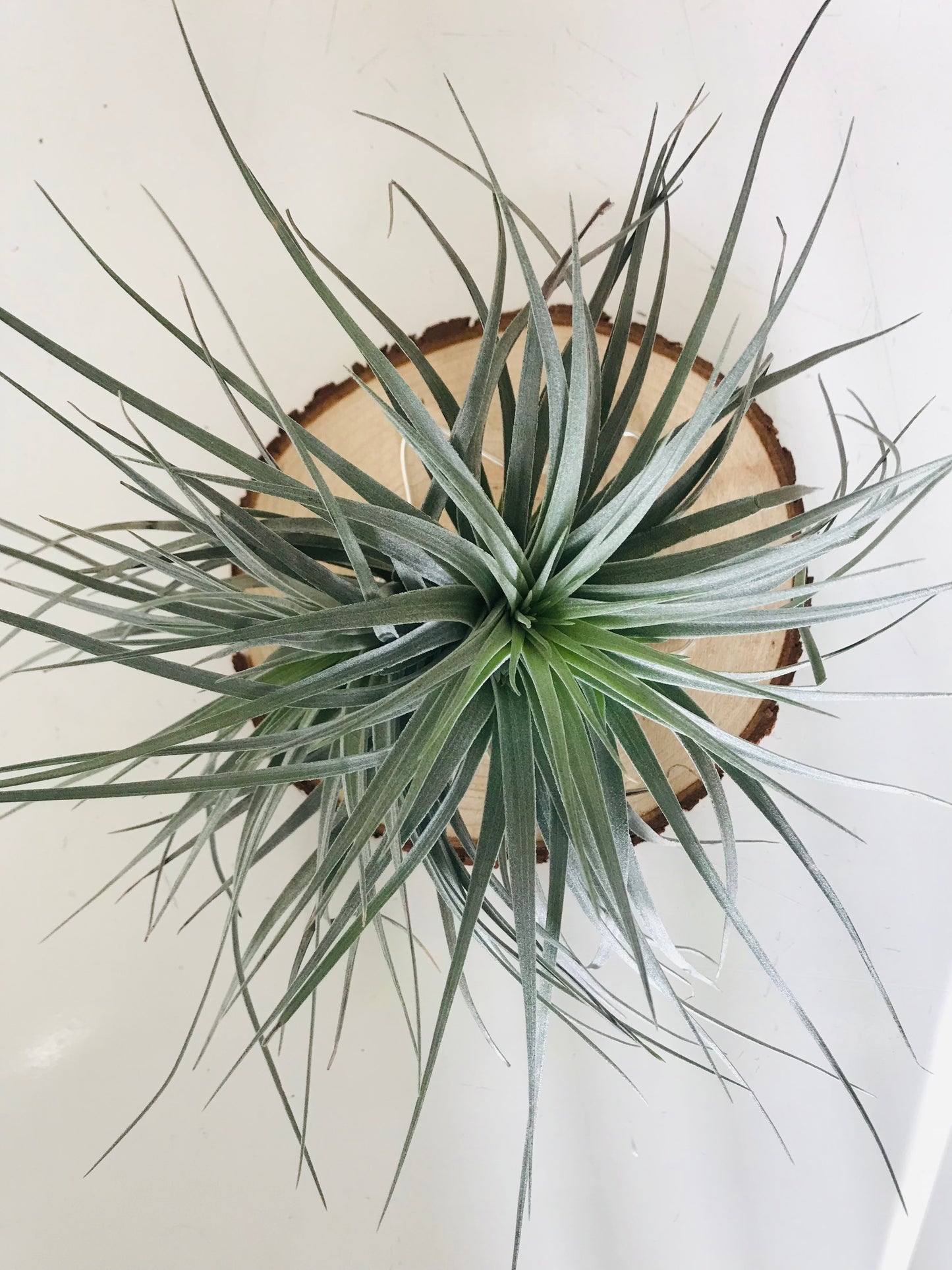 Tillandsia fille de l'air sur rond de bois etoile