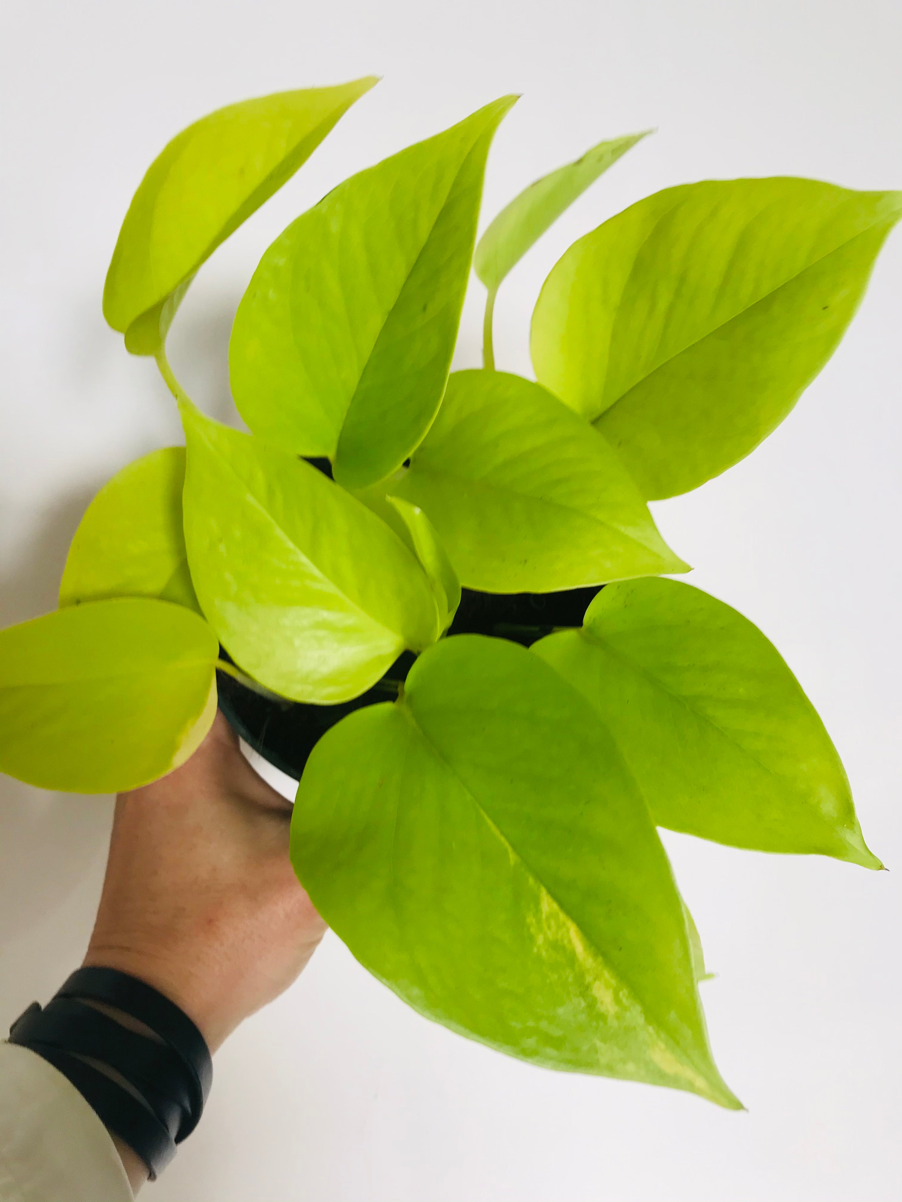 12+ Pothos Neon Epipremnum Pothos Neon | Golden Pothos Plante Retombante d'Intérieur