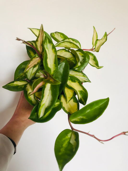 Hoya carnosa variegata tricolor Plante porcelaine