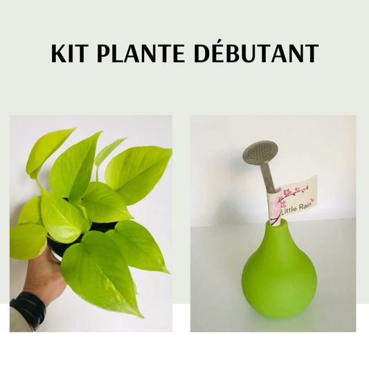 Kit Plante Debutant