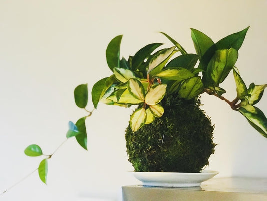 Kokedama Hoya carnosa - Art vegetal japonais