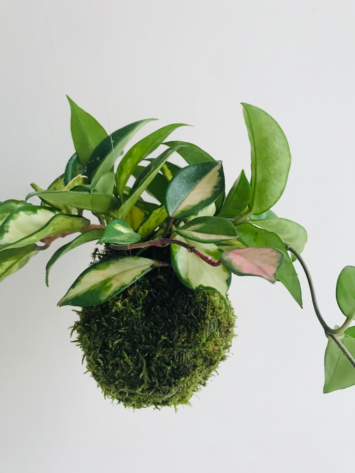 Kokedama Hoya carnosa - Art vegetal japonais