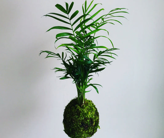Kokedama Palmier Chamaedorea - Art vegetal japonais