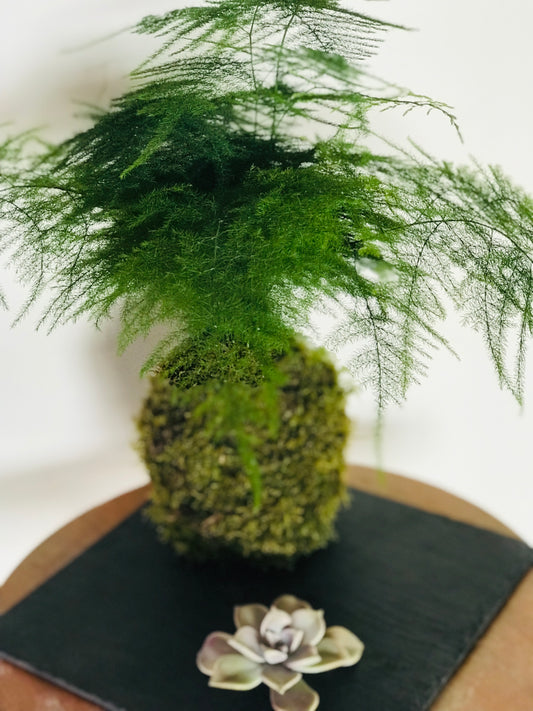 Kokedama sur ardoise et succulente - Art vegetal japonais