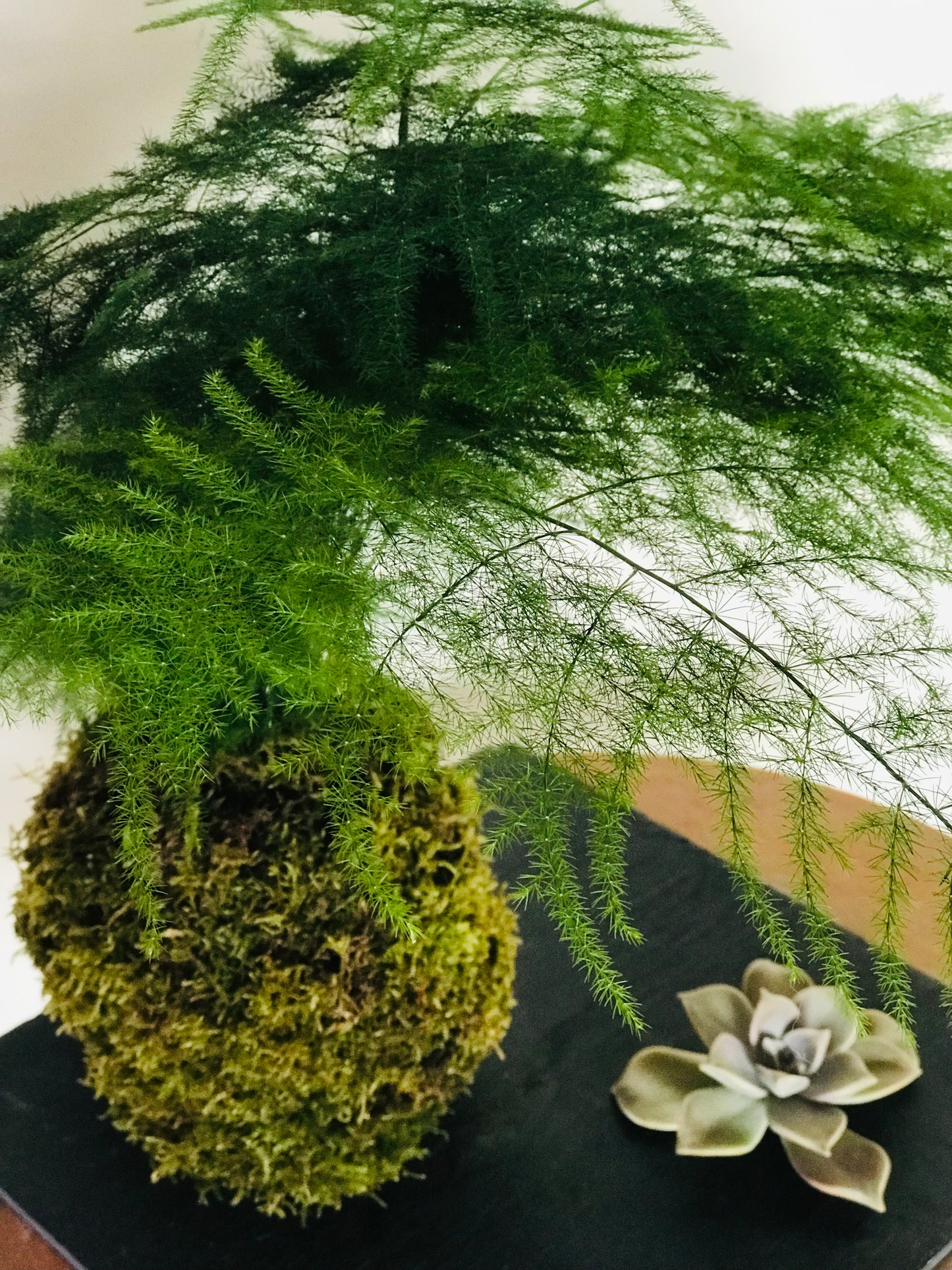 Kokedama sur ardoise et succulente - Art vegetal japonais