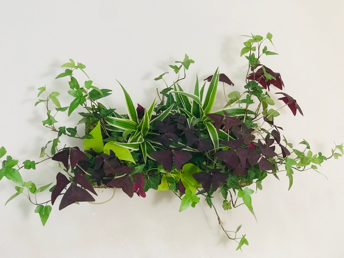 Mur Vegetal d'Interieur Oxalis