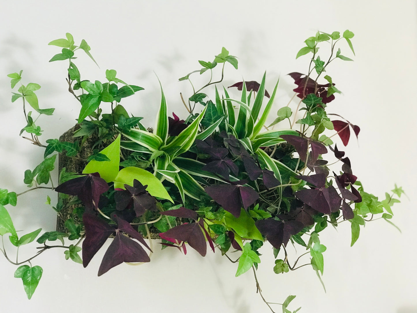 Mur Vegetal d'Interieur Oxalis