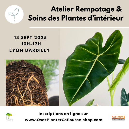 Atelier Rempotage et Soins des Plantes d'interieur