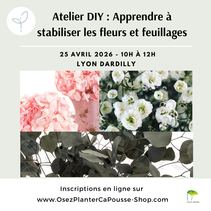 Atelier DIY : Apprendre a stabiliser les Fleurs et Feuillages