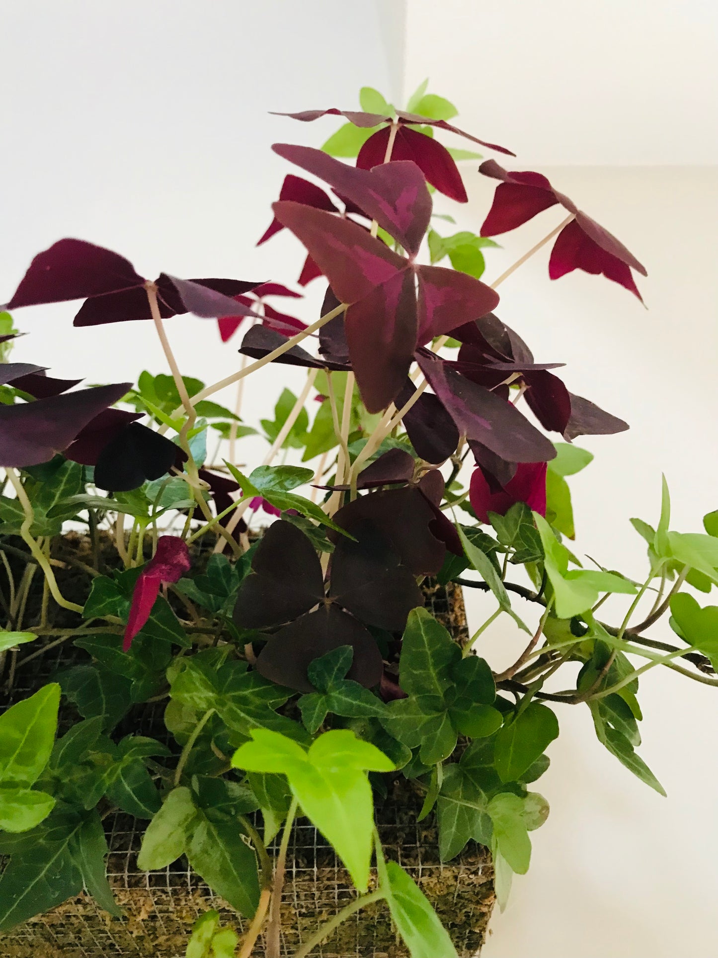 Mur Vegetal d'Interieur Oxalis