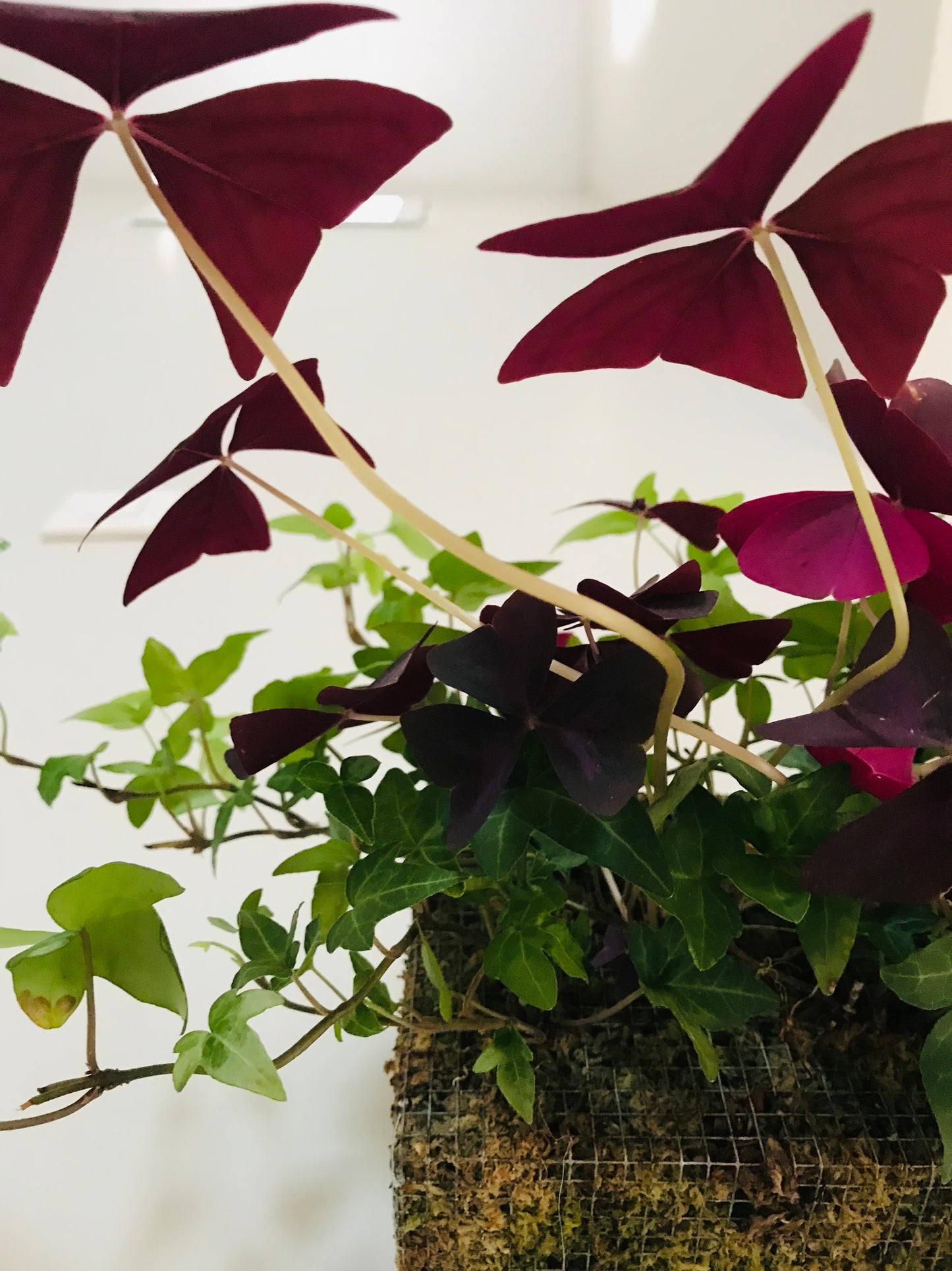 Mur Vegetal d'Interieur Oxalis