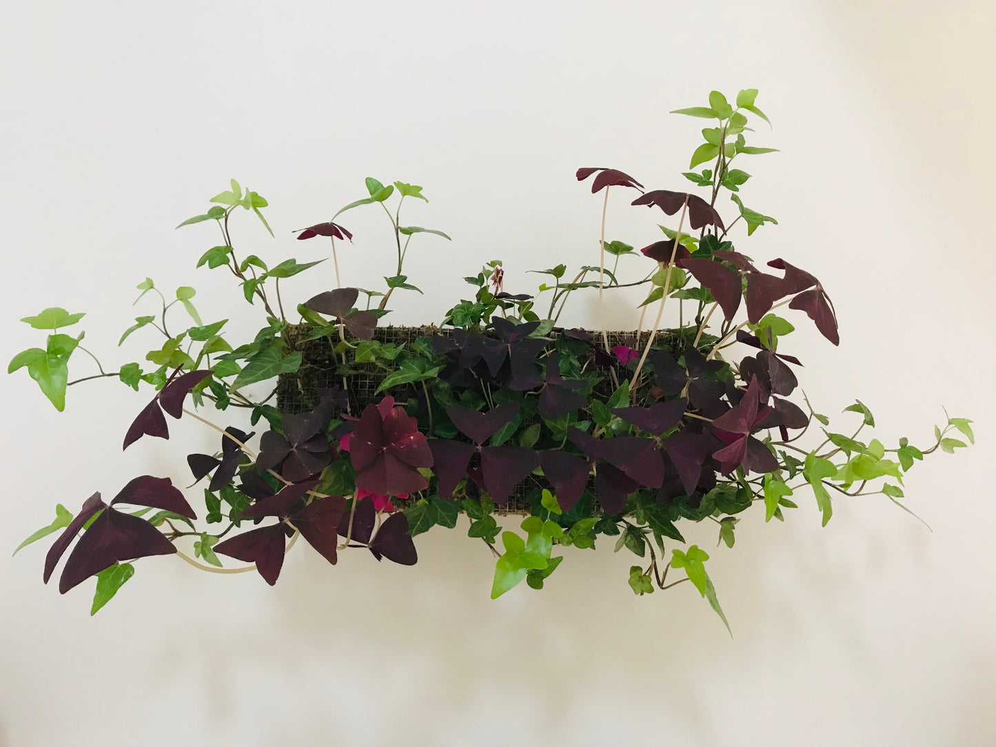 Mur Vegetal d'Interieur Oxalis