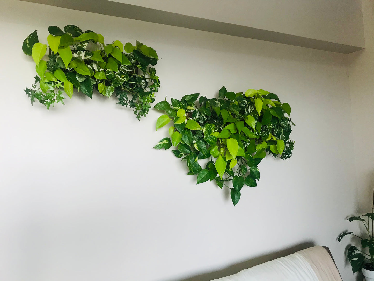 Mur Vegetal d'Interieur